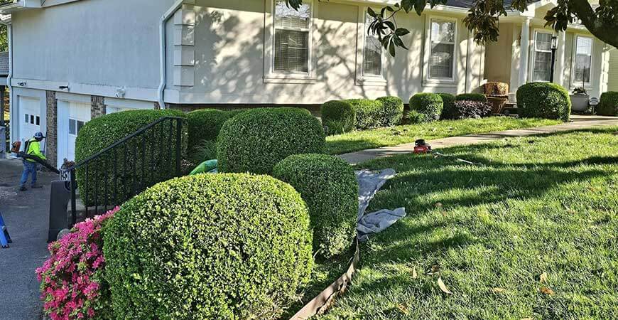 Trimming & Pruning