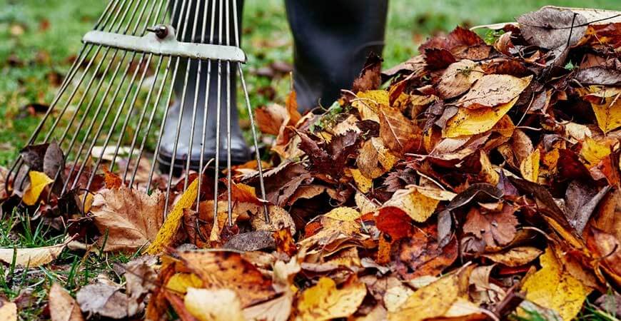 Leaf Removal