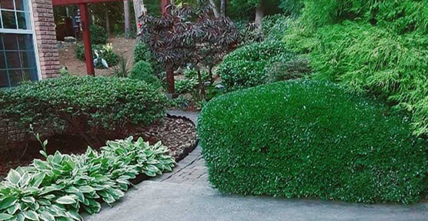 Trimming & Pruning