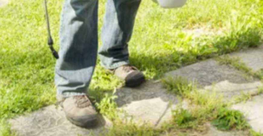 Aeration & Weeding